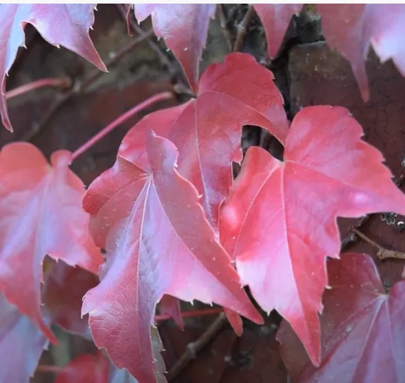 Boston ivy red foliage