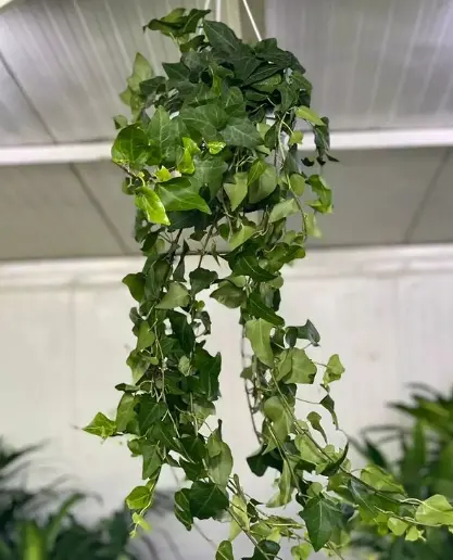 English ivy climbing