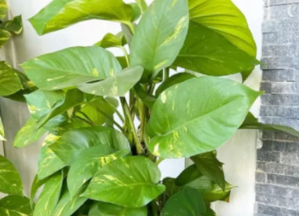 Golden Pothos Leaves