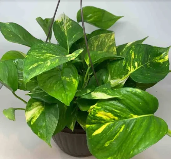 Golden Pothos Plant