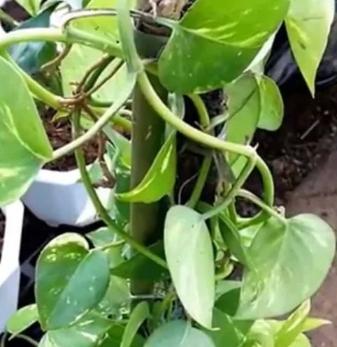 Golden Pothos Vines