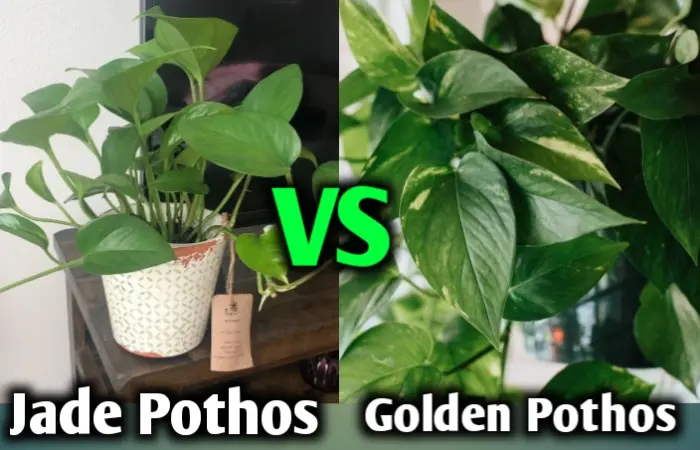 Jade Pothos vs. Golden Pothos: Which Wins the Title of Ultimate Indoor Greenery?