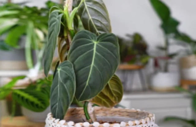 Philodendron melanochrysum