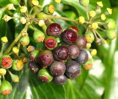 Poison ivy fruit