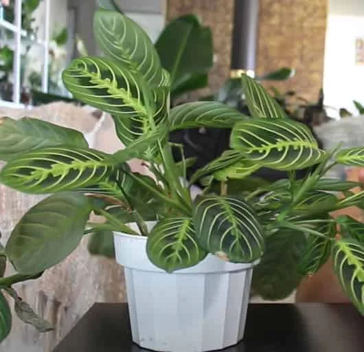 To Stake or Not to Stake? The Epic Dilemma for Your Prayer Plant