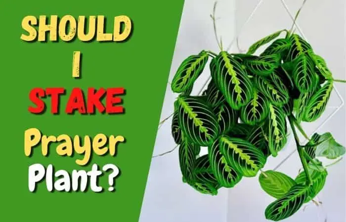 To Stake or Not to Stake? The Epic Dilemma for Your Prayer Plant!