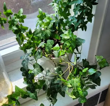 Stem and leaves of english ivy