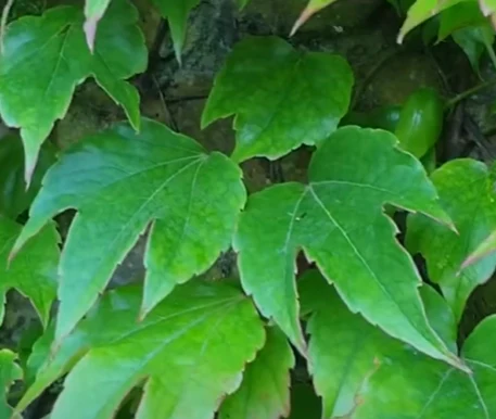 boston ivy leaf