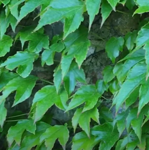 boston ivy plant