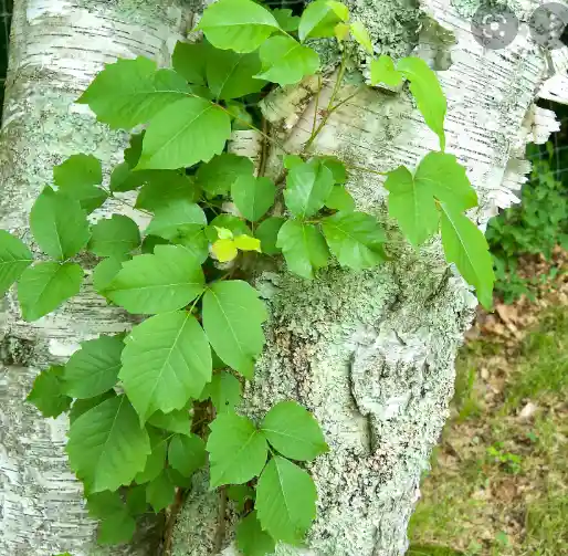 poison ivy plant