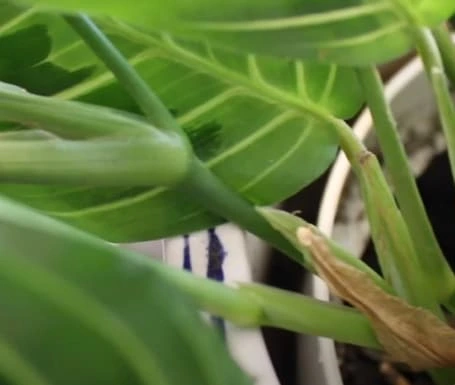 prayer plant stem growth