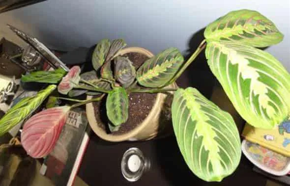 side growing of prayer plant
