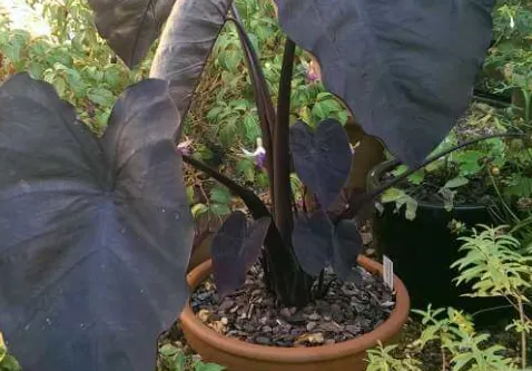 Black magic petiole