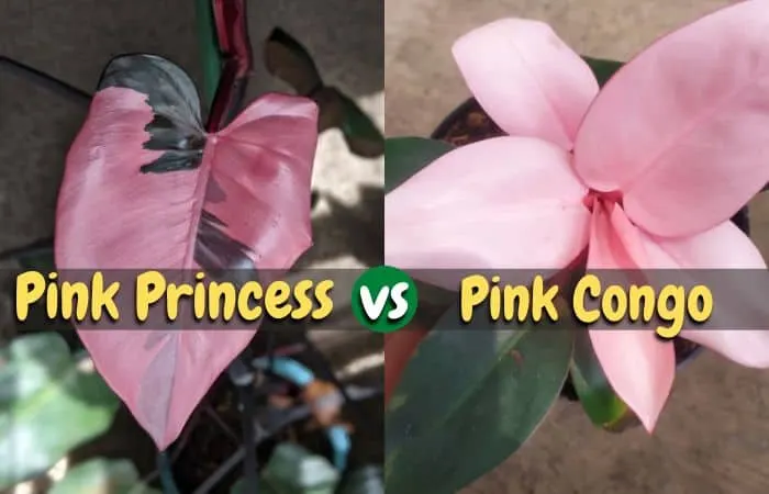 Philodendron pink princess vs pink congo [Differences & Similarities]