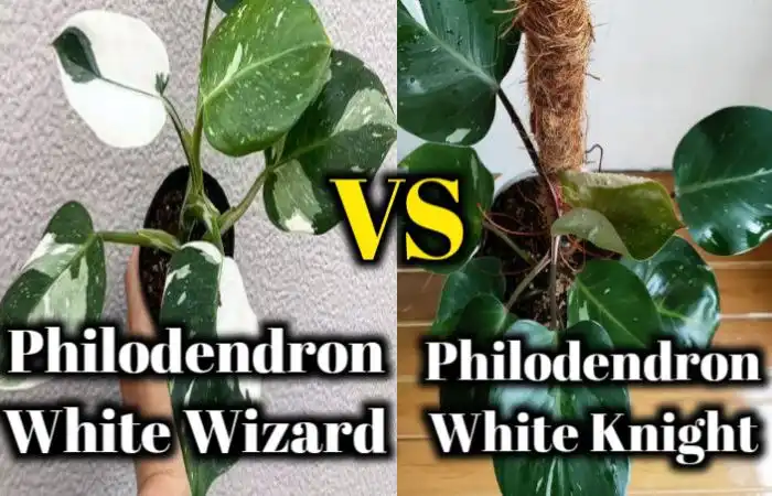 philodendron white knight vs white wizard