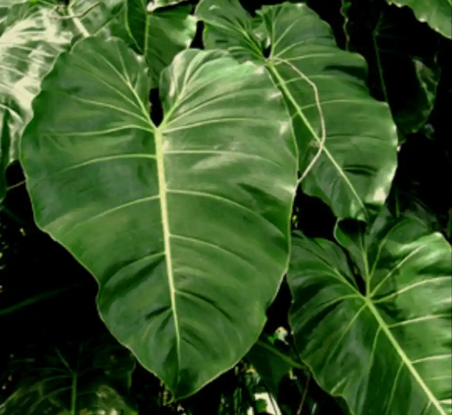 Philodendron cordatum leaf