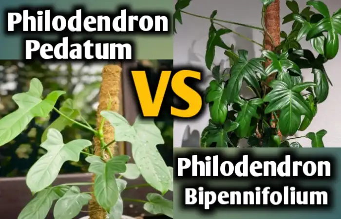 5 Signs to identify Philodendron pedatum vs bipennifolium – [Differences & similarities]