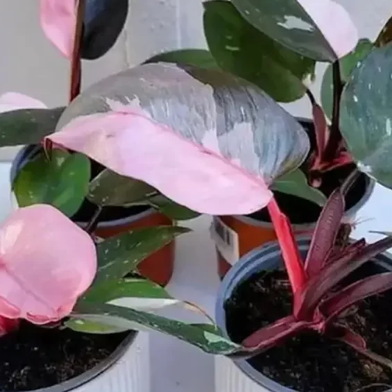 Philodendron white Princess vs Pink princess – Differences & Similarities