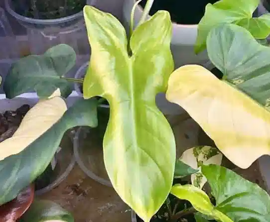 bipennifolium leaf
