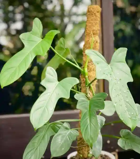 bipennifolium plant