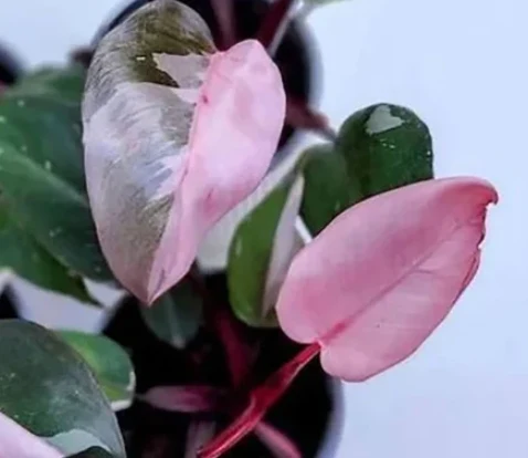 Pink princess leaf
