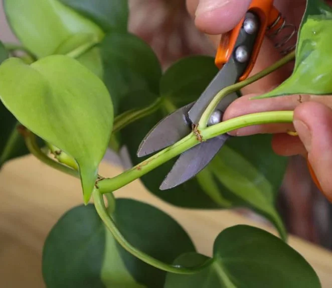 Getting proper cuttings