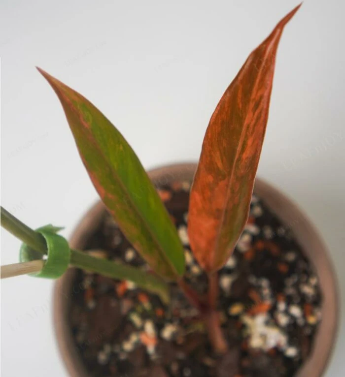 New caramel marble-plant after propagation