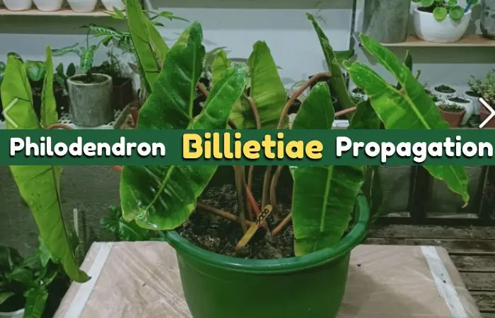 Philodendron billietiae propagation- A step-by-step guide [EASIEST]