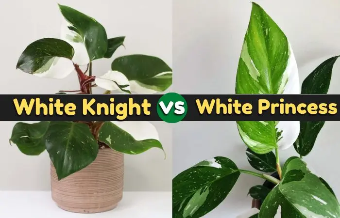 Philodendron white knight vs white princess  – [identify correctly]