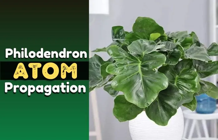 Philodendron atom propagation – A step-by-step guide with relevant pictures