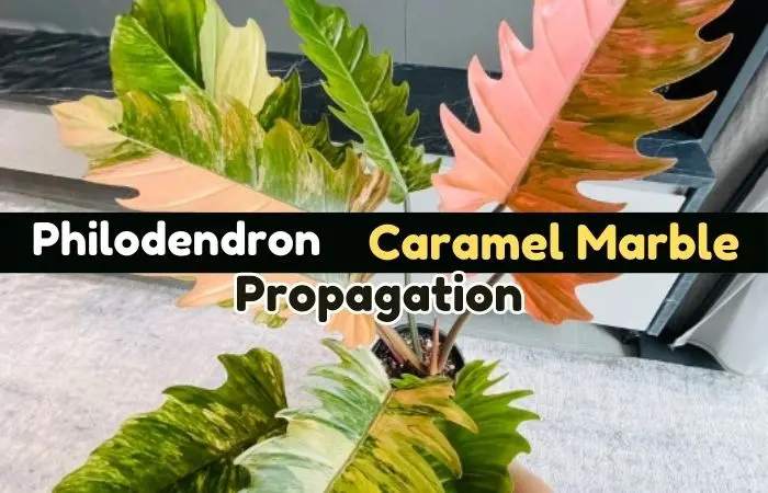 Philodendron caramel marble propagation- A step-by-step guide with pictures
