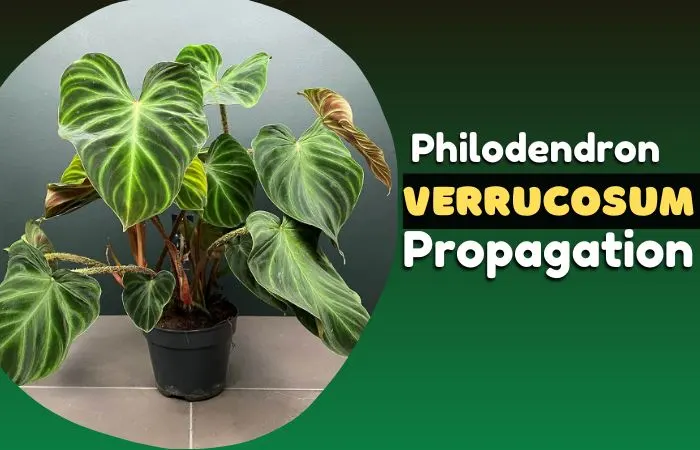 Philodendron verrucosum propagation- 2 popular methods Explained!