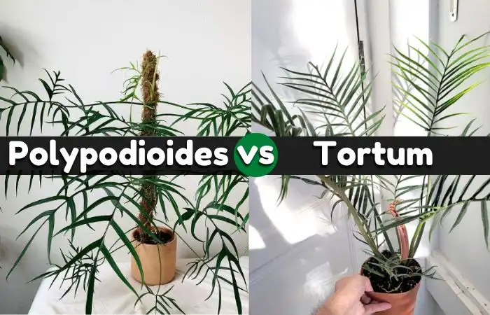 6 Signs to identify Philodendron polypodioides vs tortum- Let’s explain