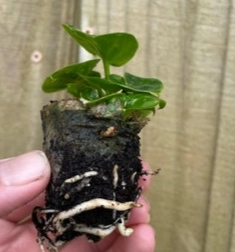 Transferring the rooted cutting into a permanent pot