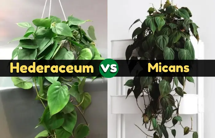 Hederaceum or Micans: Uncover the Secrets of These Stunning Plants!