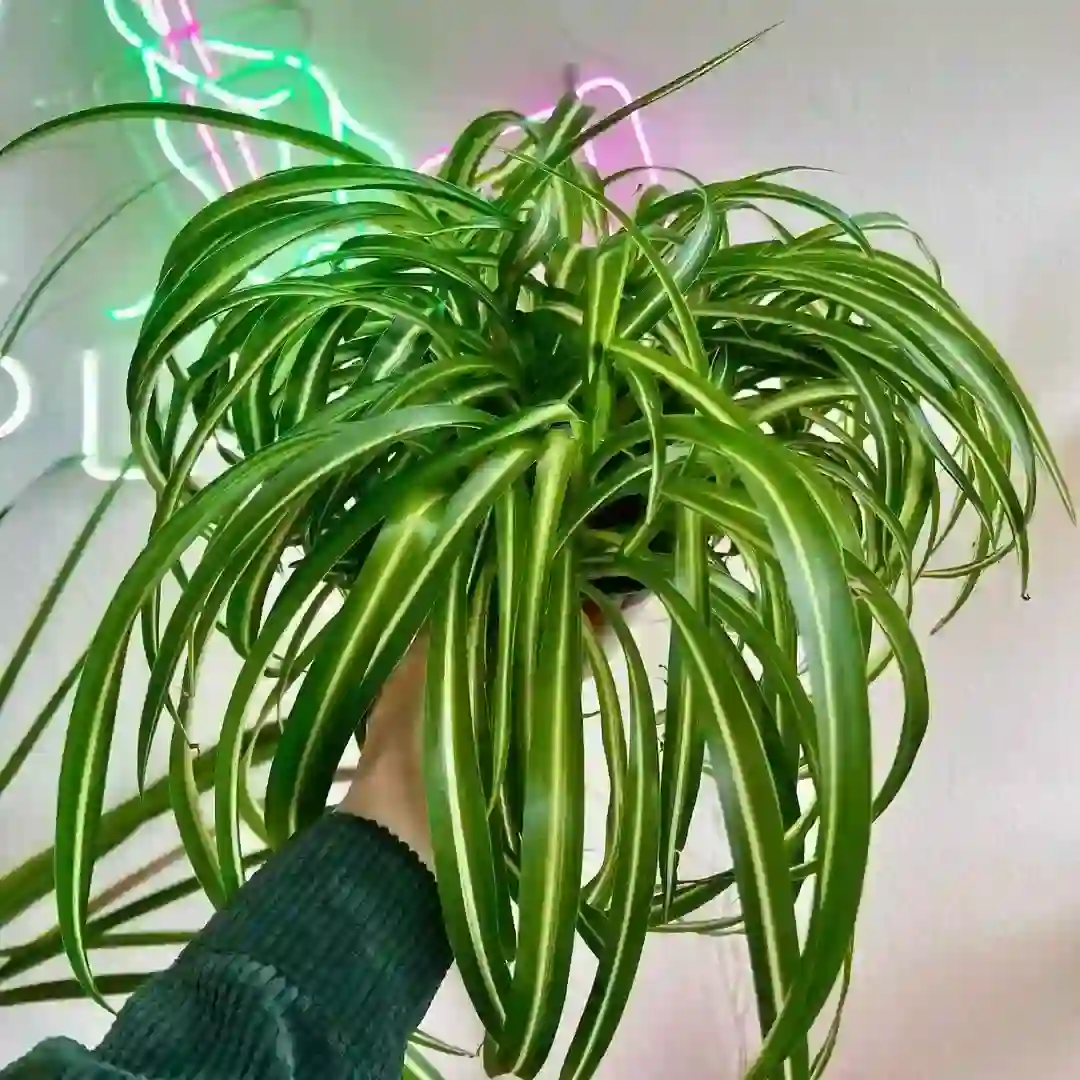 Spider Plant Watering – A Detailed Guide